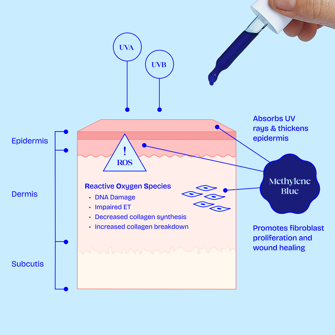 The Potentials of Methylene Blue as an Anti-Aging Drug